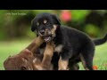 Cute Baby Animals 4K ~ Healing Music, Eliminate Stress, Release of Melatonin With Relaxing Music
