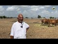 || Old Bloodline of Gir Cow || भुवनेश्वरी पीठ गोंडल आचार्य घनश्याम जी महाराज का Full Video