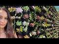 How to Build a Succulent Wall