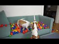 Dogs Get Ball Pit Surprise from Giant Orange! Funny Dogs Maymo & Potpie