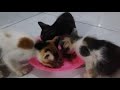 TIBA-TIBA ada Kardus di Depan Toko,Berisi 3 Anak Kucing KeciL,Mereka Di BUANG KELAPARAN!!!