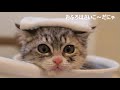 おふろが大好きな仔猫の花ちゃん