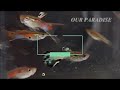 Collection of Guppies || Tuxedo Guppies || Mixed Guppies || Our Paradise