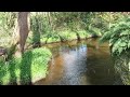 forêt de Brocéliande