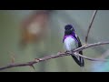 Hummingbird Soundtrack - Hummingbirds (Pexels)