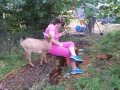 Goats irritating Katie