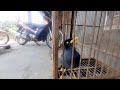 KICAUAN BURUNG JALAK KEBO BISA NGOMONG || SANGAT PAS UNTUK MASTERAN JALAK KEBO BISU