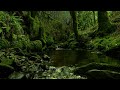 FOREST SOUNDS, GENTLE NATURE SOUNDS, CHIRPING BIRDS, RELAXING NATURE MUSIC