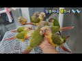 나는야 행복한 새엄마 #코뉴어 앵무새~ 많아도 너무많다 🐦 🐦