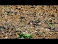 ツバメチドリ 成鳥と幼鳥　Glareola maldivarum