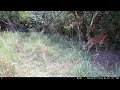 Deer Does a Limbo Under Limb