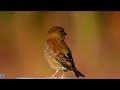 Greenfinch call and song, Grønnfink, Обыкновенная зеленушка голос, Verdier d'Europe chant, #p1000