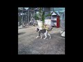 😻🐱 Try Not To Laugh Dogs And Cats 😆😻 New Funny Animals 2024 #17