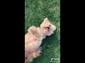 I WANNA FEEL AGAIN TIKTOK COMPILATION | PET EDITION | TRY NOT TO CRY 😭😭😭