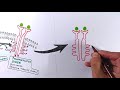 Receptor Tyrosine Kinase | RTK Signalling