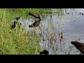 Limpkin family..