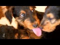 Airedale Terriers Puppies - Puppy Love