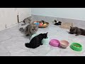 CLASSIC Dog and Cat Videos 🐶 😹 1 HOURS of FUNNY Clips