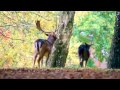 Rutting fallow buck, Cannock Chase