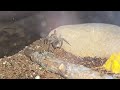 wolf spider catches and eats a cricket