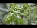 Snow in May. Снег в  мае.