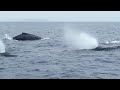 Ballenas Jorobadas de Ecuador.  Hump whales
