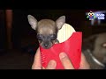 Little Dog With No Front Legs Gets The Tiniest Set of Wheels | Animal Videos For Kids | Dodo Kids