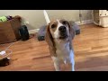 Cute beagle doesn't want a bath