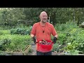 Harvesting Red Potato's