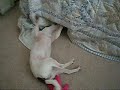 Gidget found something interesting under the bed