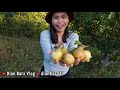 PANEN SEMUA BUAH PIR DI KEBUN MERTUAKU || HABISIN 2 POHON SAMPE TUNTAS