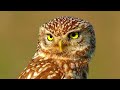 The Big Five Uk Owls |  And How to Recognise their Various Calls