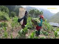 wild vegetable hunting || lajimbudha ||