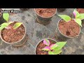 Indo American Nursery | Hoskote, Bangalore | Cheapest Indoor Plants | Nursery Visit Bangalore