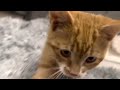 orange kitten vs camera