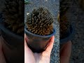 Suculentas que enchem o vaso rápido #suculentas #plantas #suculentasraras #paraná #youtubevideo