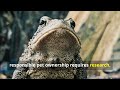 The Humble Charmer: American Toad Care Guide