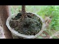 Best technique when grafting guava trees gives fast results