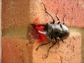 Amazing Stag Beetle on my house wall