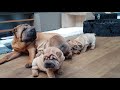 shar pei puppies are hungry but mommy is playing dead