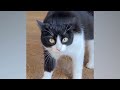 Funny Dogs And Cats Videos 2023 🤤 - Best Funniest Animal Videos Of The Month #15