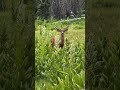 Mule Deer Buck at very close range.