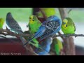 Exotic Birds 4K - Beautiful Bird Sounds In Rainforest | Jungle Sounds | Scenic Relaxation Film