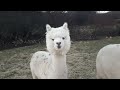 Alpacas de Gredos: Meet Some Curious Alpacas