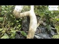 How to graft a saeng simbur Bonsai Vietnam Desmodium Sp ll Learning Bonsai