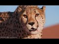 Africa 4K - Scenic Relaxation Film With African Music