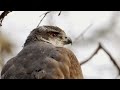 The Swiss Alps: Wild Animal Paradise | Free Documentary Nature