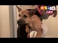 【保護犬18日目】 はじめてのお風呂