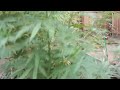 Outdoor Cannabis grow SoCal 2022 vol 7