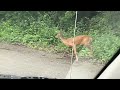 Deer having some lunch